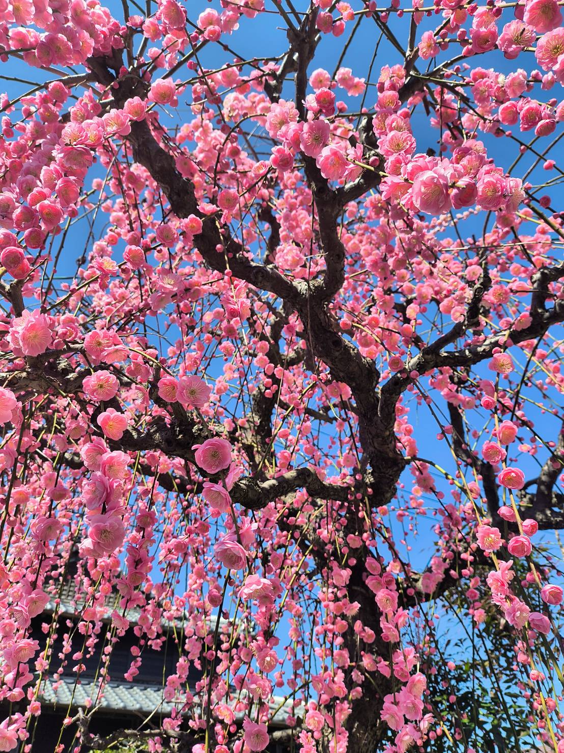 M様邸の梅の花と3/8(土)・9日(日)...