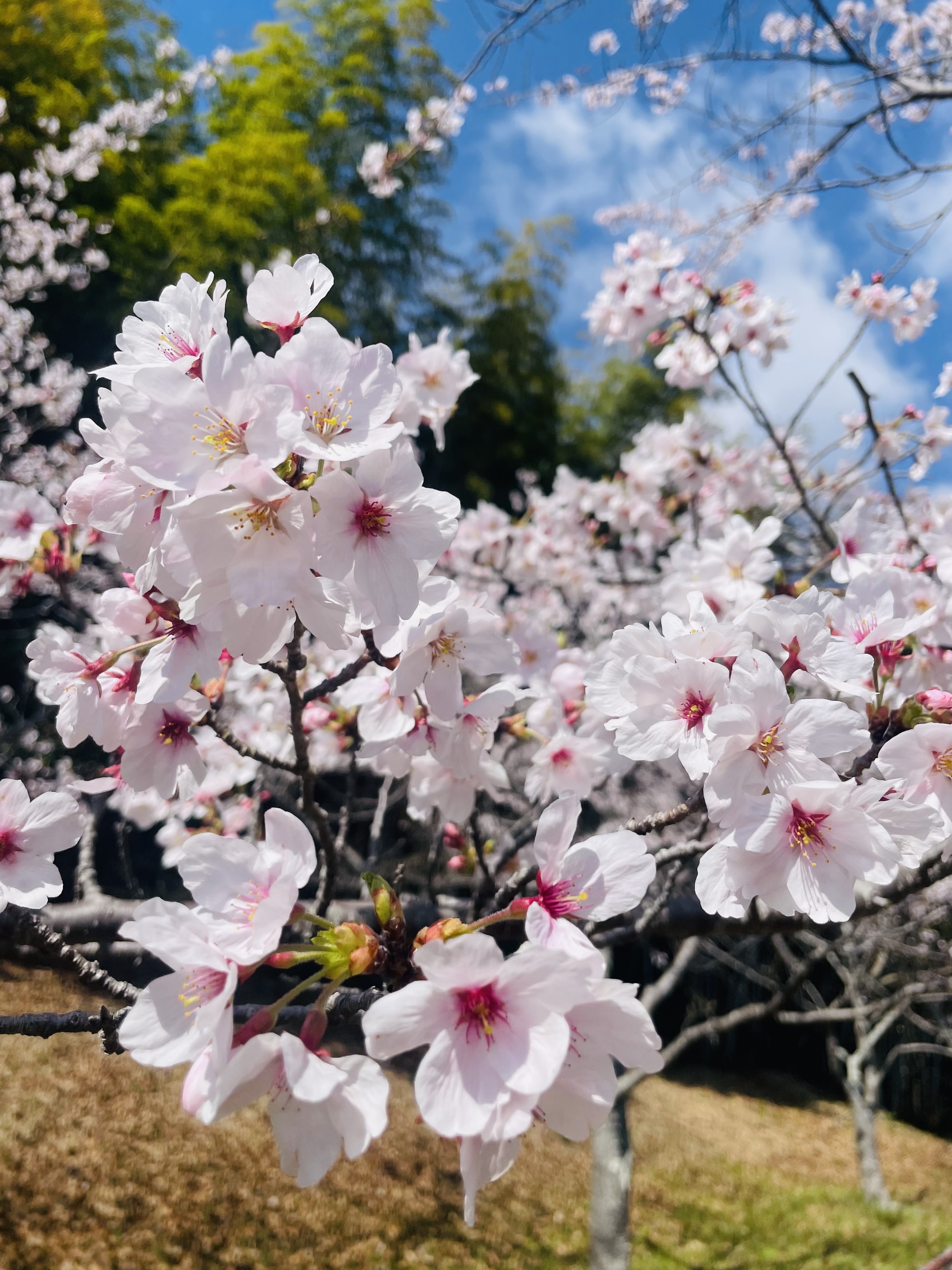 郡山町　Y様邸　外壁塗装工事・リフォーム...